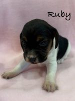 Beagle Puppies for sale in Colcord, OK 74338, USA. price: $2,400