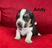 Beagle Puppies for sale in Colcord, OK 74338, USA. price: $2,500