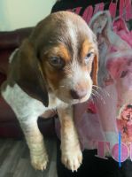 Beagle Puppies for sale in Fulton, NY 13069, USA. price: $250