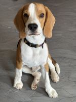 Beagle Puppies for sale in Coimbatore, Tamil Nadu, India. price: 15,000 INR