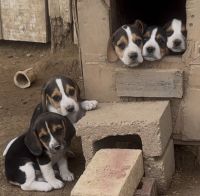 Purebred Beagle Puppies