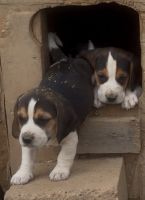 Purebred Beagle Puppies