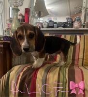 Beagle Puppies for sale in Lancaster, OH 43130, USA. price: $300