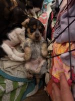 Beagle Puppies for sale in Averill Park, NY, USA. price: $250