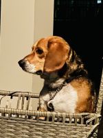 Beagle Puppies for sale in Charlotte, NC, USA. price: NA
