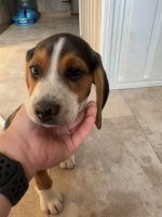 Beagle Puppies for sale in Nunda, NY, USA. price: $300
