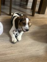 Beagle Puppies for sale in Edmonton, AB, Canada. price: $650