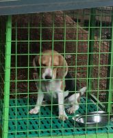 Beagle Puppies for sale in 562C+WHV, Jew St, Ernakulam, North Paravur, Kerala 683513, India. price: 6,000 INR