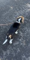 BeagleChiotsà vendre dans Esch-sur-Alzette, Luxembourg. Prix: 900 EUR