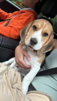 Sony (Beagle 3 mois)