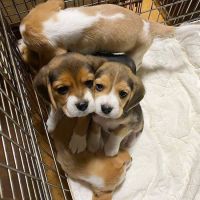 Beagle Puppies for sale in Amsterdam, Netherlands. price: 350 EUR
