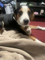 Beagle Puppies for sale in Bolivar, MO 65613, USA. price: NA