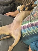 Female sisters 2 yrs, Boxer/Beagle mix