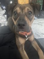 Female sisters 2 yrs, Boxer/Beagle mix