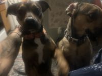 Female sisters 2 yrs, Boxer/Beagle mix