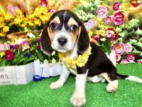 Chicago Beagle Babies. Prespoiled