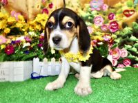 Beagle Puppies for sale in 6931 Calumet Ave, Hammond, IN 46324, USA. price: $600