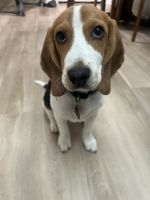 Beagle Puppies for sale in Menifee, CA, USA. price: $500