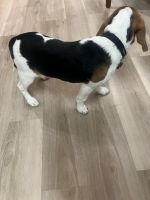 Beagle puppy for sale