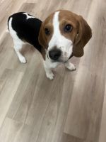 Beagle puppy for sale