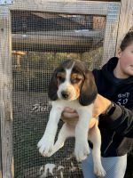 Beagle Puppies for sale in Nunda, NY, USA. price: $350