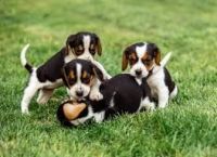 Beagle Puppies for sale in California, KY 41007, USA. price: NA