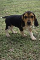 Beagle Puppies for sale in Orlando, FL 32835, USA. price: $500