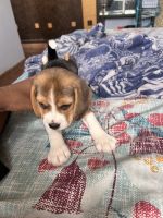 Beagle Puppies for sale in Nandini Layout, Bengaluru, Karnataka 560096, India. price: 15,000 INR
