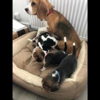 Beagle Puppies for sale in 227 N Spring St, Los Angeles, CA 90012, USA. price: NA