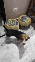 Beagle Puppies for sale in Dwarka Mor, Vipin Garden, Nawada, Delhi, 110059, India. price: 20,000 INR