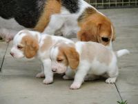 Beautiful Beagle Puppies