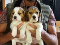 Beagle Puppies for sale in Chicago Private, Ottawa, ON K2A 3G9, Canada. price: $500