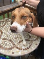 Beautiful Red and Blue Tick Beagle Puppies!