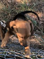 Jack Buster Beagles