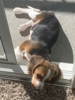 3 month old Beagle for sale