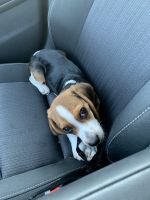 3 month old Beagle for sale