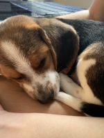 3 month old Beagle for sale