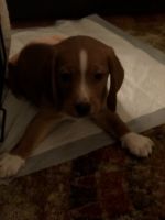 6 Month old Purebred Lemon Beagle For Sale