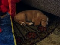 6 Month old Purebred Lemon Beagle For Sale