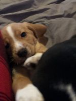 6 Month old Purebred Lemon Beagle For Sale