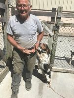 Male beagle 3 years old