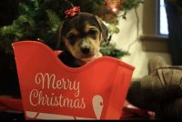 Cheagles 7 weeks old. Ready for forever home!