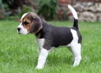 Beagle Puppies for sale in California Ave, Windsor, ON, Canada. price: $700