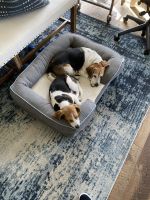 Handsome male beagle