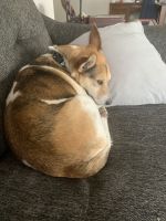 A small well behaved and trained beagle