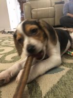 Cute Charlie -A male beagle puppy