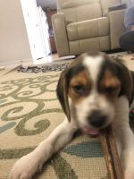 Cute Charlie -A male beagle puppy