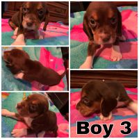 AKC Beagle Puppies