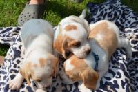 AKC Registered Lemon Spot Beagles