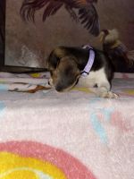 Female and Male Beagle